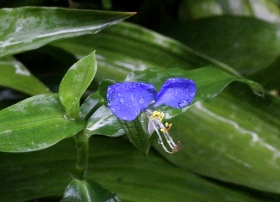 雨の露草