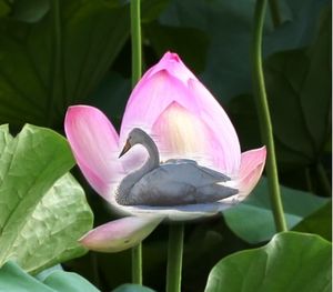お濠の蓮に白鳥