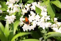 ヒメウツギにシジミチョウ