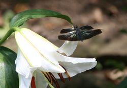 チョウトンボとカサブランカ