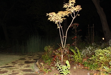 植えたもみじ