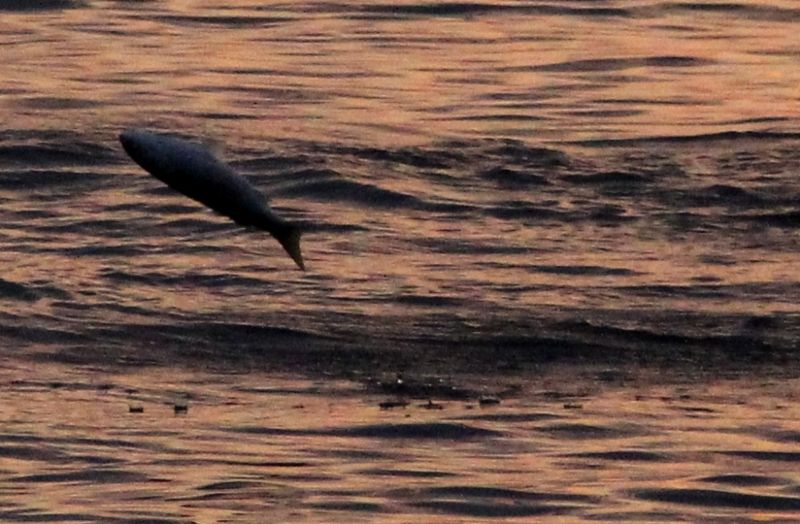 暮れる柿崎海岸 跳ねる魚 樹下のひととき