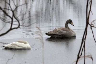 ２二羽のハクチョウ