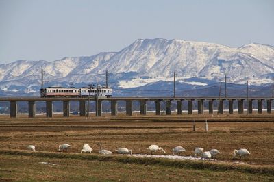 貴重な平和