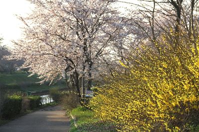 レンギョウと桜