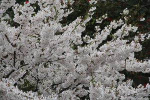 雨降り桜