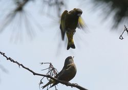 4見上げるメス