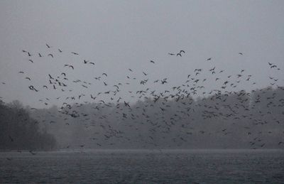 鳥たちの飛来