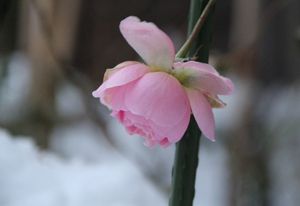 ばらの花