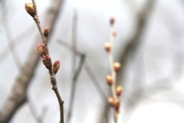 いろづく桜