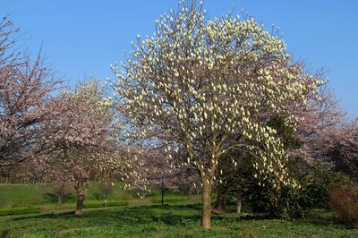 モクレンと桜