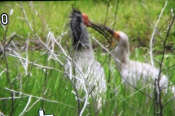 餌をねだる幼鳥