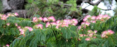 合歓の花