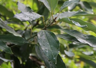 雨の雫