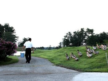 カモに給餌１