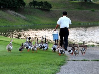 カモに給餌２